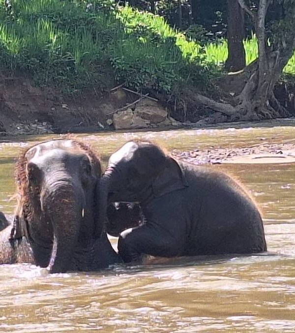 Chiang Mai Thailand Wonders